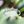 Load image into Gallery viewer, Little Leaf Sterling Silver Ring