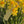 Load image into Gallery viewer, Engraved Flower Necklace