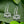 Load image into Gallery viewer, Lotus Blossom Sterling Silver Dangle Earrings