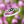 Load image into Gallery viewer, Petite Flower Swirl Sterling Silver Ring