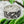 Load image into Gallery viewer, Traveling Vine Sterling Silver Ring