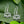 Lotus Blossom Sterling Silver Dangle Earrings